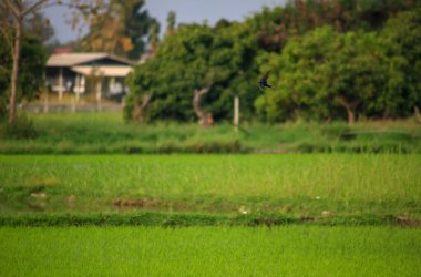 Kuş yeşil pirinç tarlasında avlanıyor.