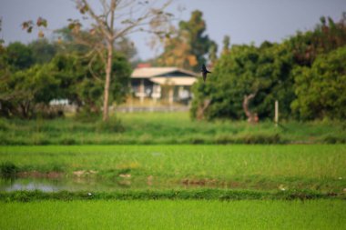 Kuş yeşil pirinç tarlasında avlanıyor.