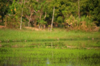 Kuş yeşil pirinç tarlasında avlanıyor.