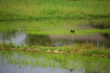 Kuş yeşil pirinç tarlasında avlanıyor.