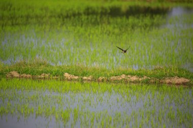 Kuş yeşil pirinç tarlasında avlanıyor.