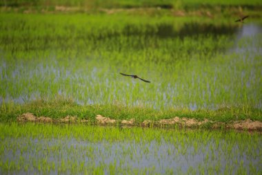 Kuş yeşil pirinç tarlasında avlanıyor.