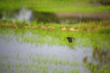 Kuş yeşil pirinç tarlasında avlanıyor.
