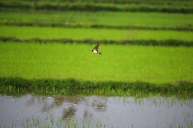 Kuş yeşil pirinç tarlasında avlanıyor.