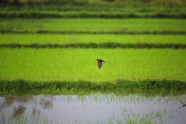 Kuş yeşil pirinç tarlasında avlanıyor.