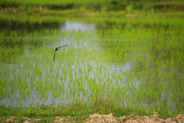 Kuş yeşil pirinç tarlasında avlanıyor.