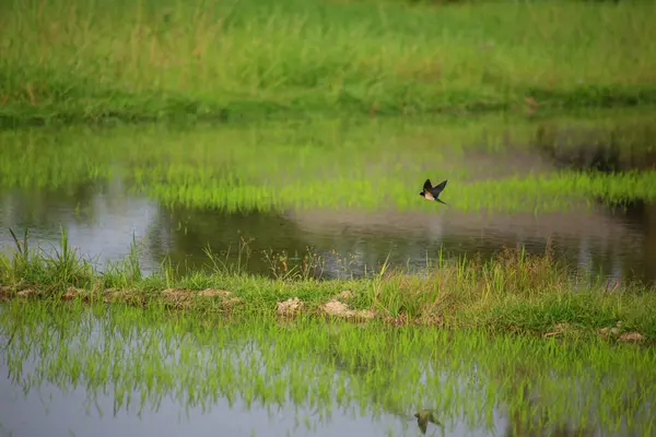 Kuş yeşil pirinç tarlasında avlanıyor.
