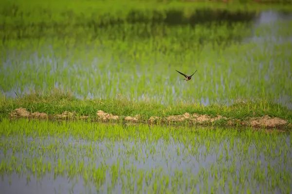 Kuş yeşil pirinç tarlasında avlanıyor.