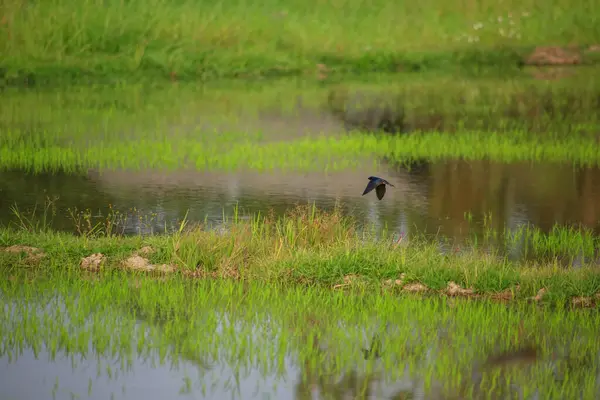 Kuş yeşil pirinç tarlasında avlanıyor.