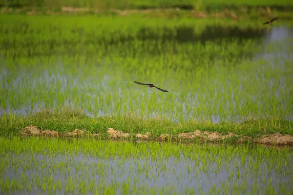 Kuş yeşil pirinç tarlasında avlanıyor.