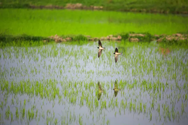 Kuş yeşil pirinç tarlasında avlanıyor.