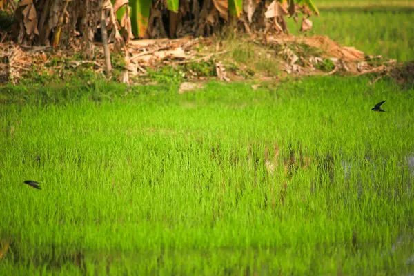 Kuş yeşil pirinç tarlasında avlanıyor.