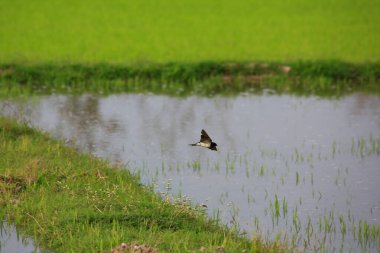 Kuş yeşil pirinç tarlasında avlanıyor.
