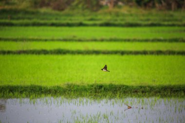 Kuş yeşil pirinç tarlasında avlanıyor.