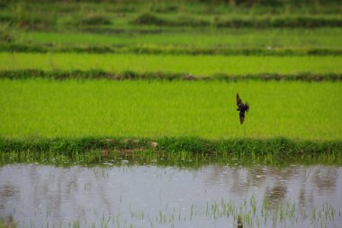 Kuş yeşil pirinç tarlasında avlanıyor.