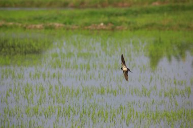 Kuş yeşil pirinç tarlasında avlanıyor.