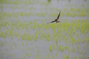 Kuş yeşil pirinç tarlasında avlanıyor.