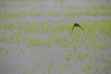 Kuş yeşil pirinç tarlasında avlanıyor.