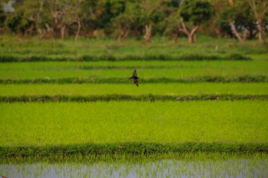 Kuş yeşil pirinç tarlasında avlanıyor.