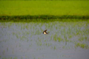 Kuş yeşil pirinç tarlasında avlanıyor.
