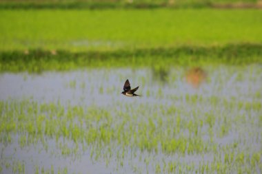 Kuş yeşil pirinç tarlasında avlanıyor.