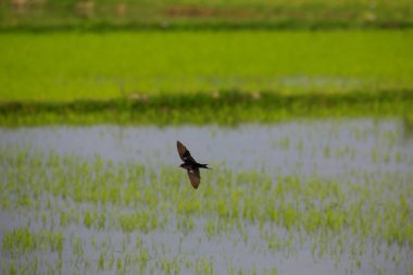 Kuş yeşil pirinç tarlasında avlanıyor.