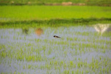 Kuş yeşil pirinç tarlasında avlanıyor.