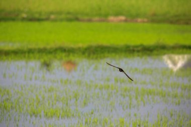 Kuş yeşil pirinç tarlasında avlanıyor.