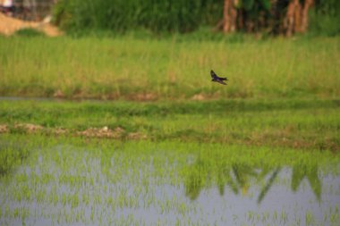 Kuş yeşil pirinç tarlasında avlanıyor.