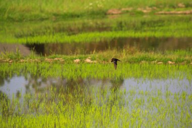 Kuş yeşil pirinç tarlasında avlanıyor.