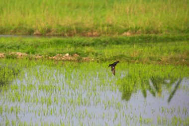 Kuş yeşil pirinç tarlasında avlanıyor.