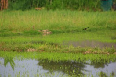 Kuş yeşil pirinç tarlasında avlanıyor.