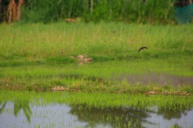 Kuş yeşil pirinç tarlasında avlanıyor.