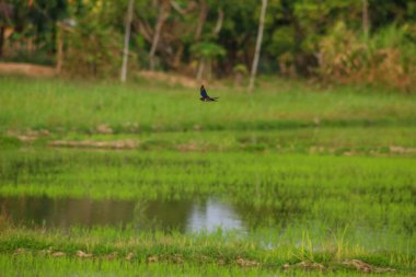 Kuş yeşil pirinç tarlasında avlanıyor.