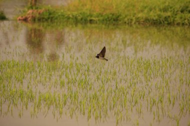 Kuş yeşil pirinç tarlasında avlanıyor.