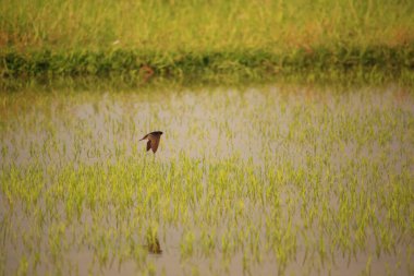 Kuş yeşil pirinç tarlasında avlanıyor.