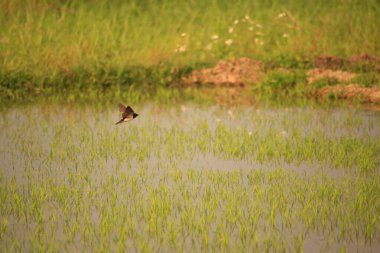 Kuş yeşil pirinç tarlasında avlanıyor.