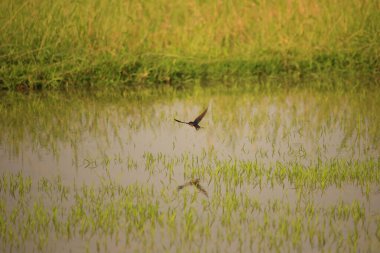 Kuş yeşil pirinç tarlasında avlanıyor.