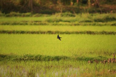 Kuş yeşil pirinç tarlasında avlanıyor.