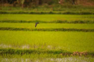 Kuş yeşil pirinç tarlasında avlanıyor.