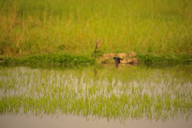 Kuş yeşil pirinç tarlasında avlanıyor.