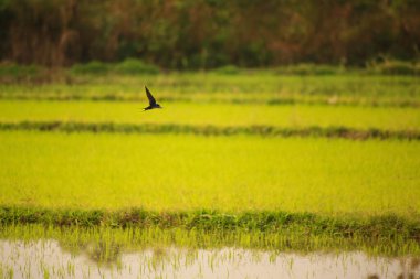 Kuş yeşil pirinç tarlasında avlanıyor.