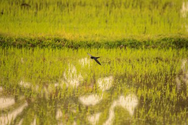 Kuş yeşil pirinç tarlasında avlanıyor.