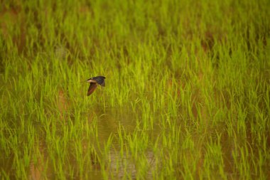 Kuş yeşil pirinç tarlasında avlanıyor.