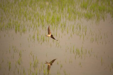 Kuş yeşil pirinç tarlasında avlanıyor.