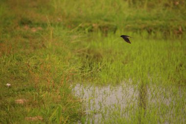 Kuş yeşil pirinç tarlasında avlanıyor.