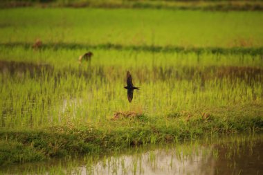 Kuş yeşil pirinç tarlasında avlanıyor.