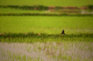 Kuş yeşil pirinç tarlasında avlanıyor.