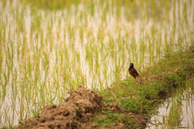 Kuş yeşil pirinç tarlasında avlanıyor.