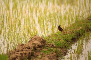 Kuş yeşil pirinç tarlasında avlanıyor.